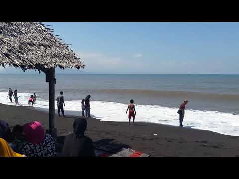 Berburu kerang di pantai cemara banyuwangi