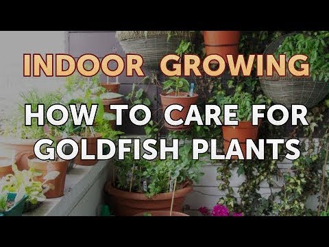 How to Regrow a Broken Aloe Leaf