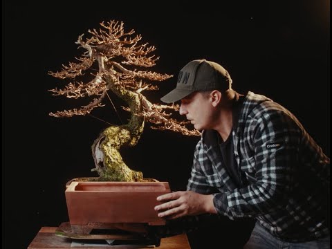 TRAILER VERSION : Refining a Larix yamadori Bonsai : Exploring the techniques | The Bonsai Academy