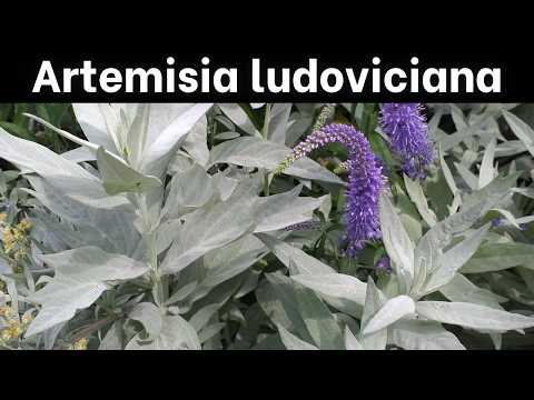 How to Grow Artemisia ludoviciana (Silver Sage)