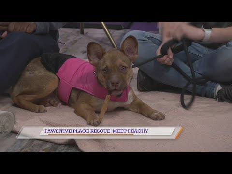 Pawsitive Place Rescue: Meet Peachy - YouTube