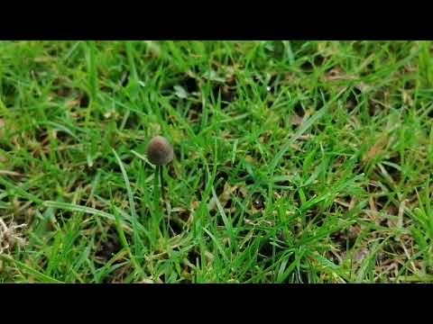 Spitzkegeliger Kahlkopf... Mampf Nasch weg und Abfahrt🍄 man darf sich auch über kleine Dinge freuen