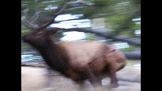 Bull Elk Takes A Lethal Long Range Arrow Hit, Then Collapses In Seconds