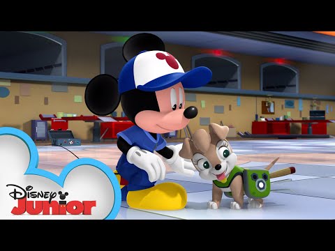 プルートが嫉妬している？| ミッキーモーニングス｜ミッキーマウスロードスターレーサー｜ディズニージュニア (Pluto Gets Jealous ? | Mickey Mornings | Mickey Mouse Roadster Racers | Disney Junior)