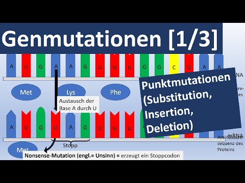 Gene mutations [1/3] (point mutations: insertion, substitution, deletion) - Genetics, advanced level