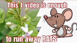 HOW TO PROTECT PLANTS FROM RATS??? 🐀🐁🐀