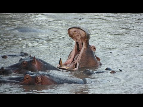 Tanzanian Hippos grunting