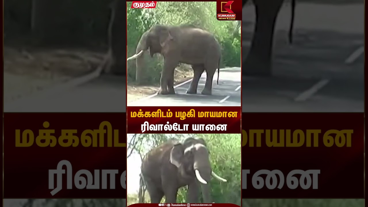 மக்களிடம் பழகி மாயமான ரிவால்டோ யானை | Rivaldo Elephant | Kumudam News