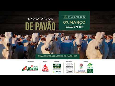 1º Leilão Virtual Sindicado de Pavão - 07 Março 2026