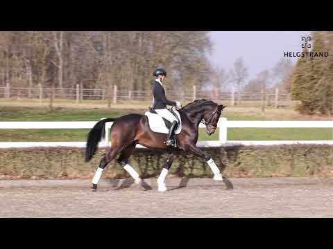 Rheinglanz by Helium / Couracius – stallion born 2018 (ENG)