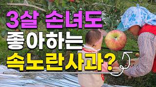 정말 맛있는 속노란사과 수확현장 3살 손녀도 좋아하는 그사과!! 감홍사과 부사사과 황금사과 홍로사과 문경사과…