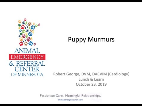 Puppy Murmurs: From Innocent to Congenital Heart Disease