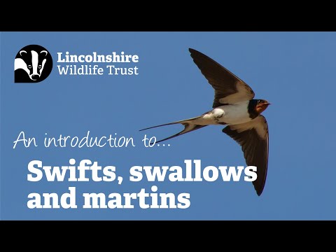 Swifts, Swallows and Martins