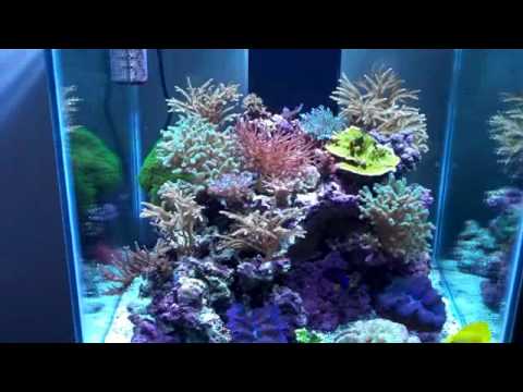 Reef Tank 60g Cube