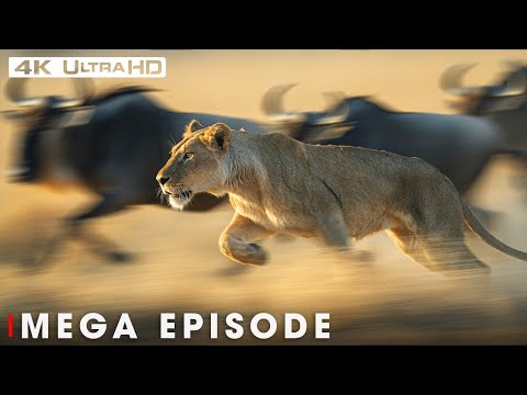 Greatest Fights in the Animal Kingdom MEGA EPISODE | 4K UHD