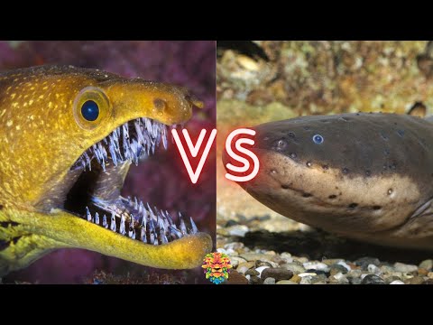 Moray Eel VS Electric Eel. Who Will Win The Fight ?