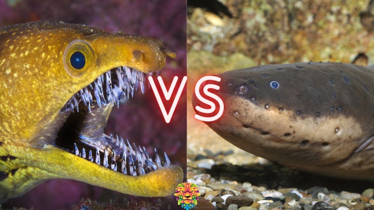 Moray Eel VS Electric Eel. Who Will Win The Fight ?