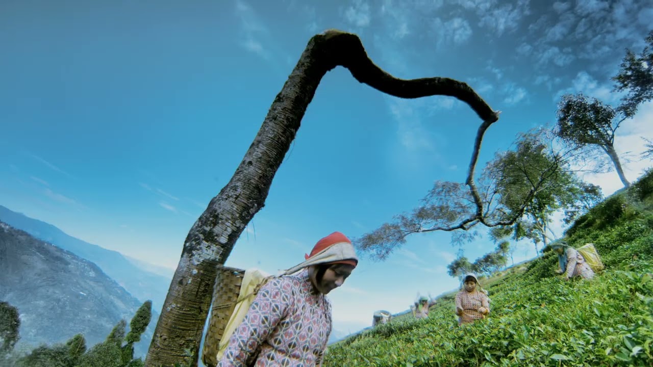 TEA film