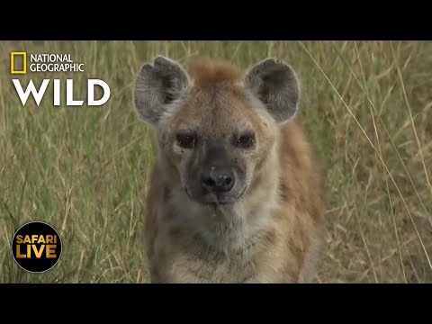 Safari Live - Day 346 | Nat Geo Wild