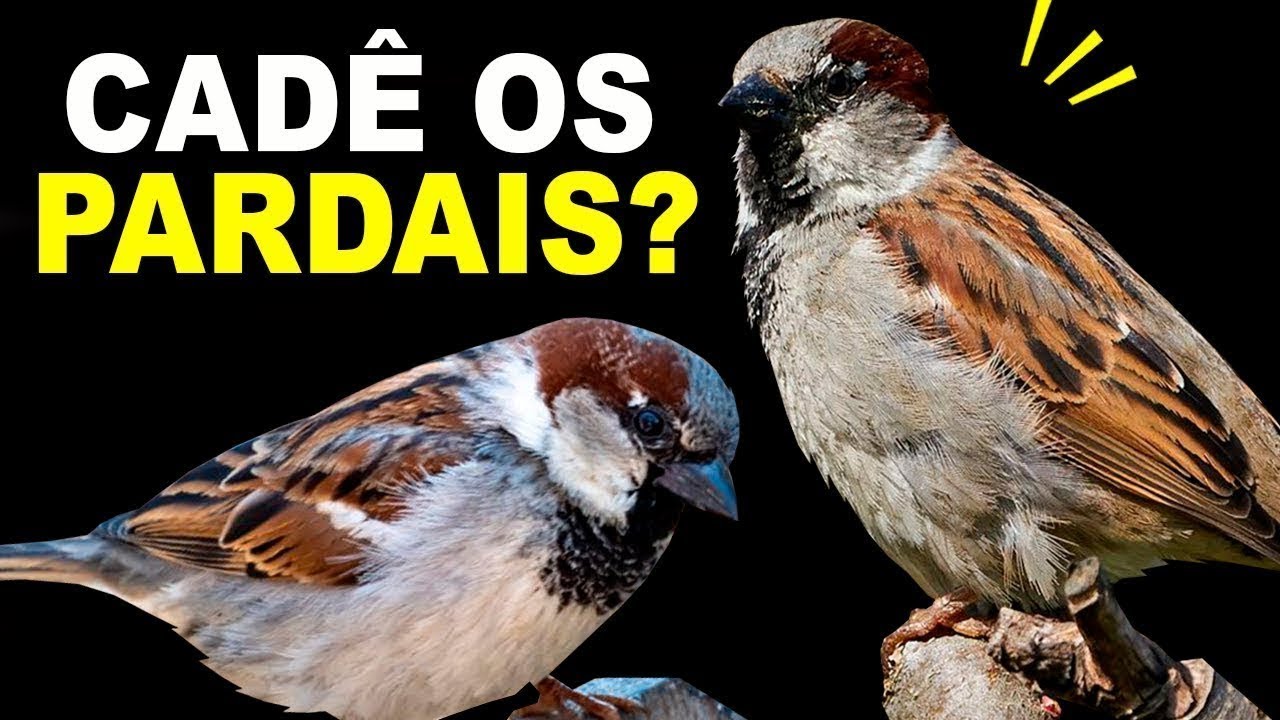 PARDAL está sumindo rapidamente das cidades. Esse é o motivo.....