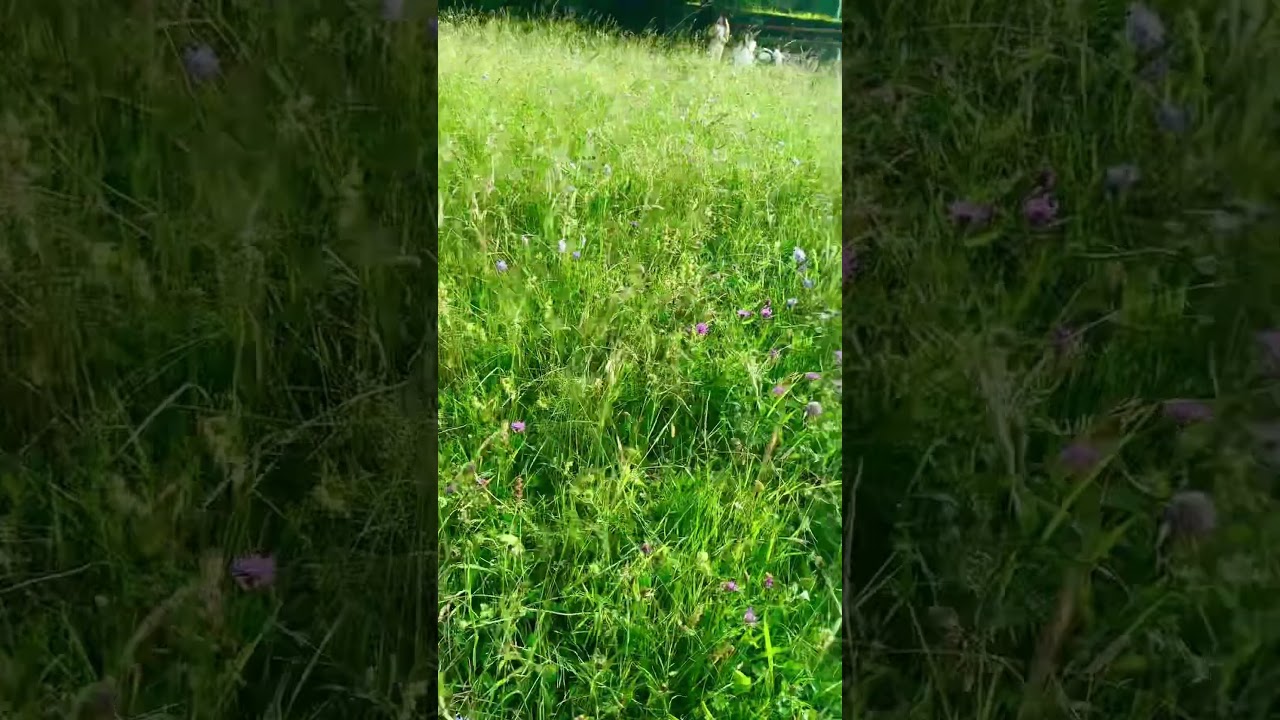 YouTube Short thumbnail