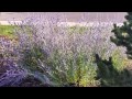 Should You Prune Russian Sage in the Fall in Colorado?