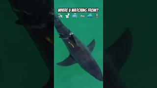 Some cool angles of great white sharks! #greatwhite #sharkweek #fypシ゚viral