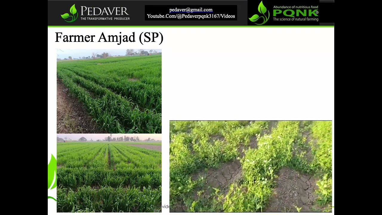 PQNK the Pristine Organic  Farmer Amjad SP