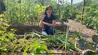 Harvesting Onions | What To Look For | EverCrest