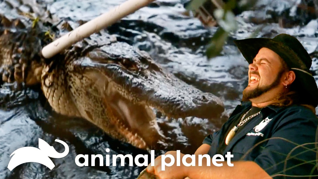 Jimmy Suffers EXTREME Pain While Catching Gator! | Gator Boys | Animal Planet