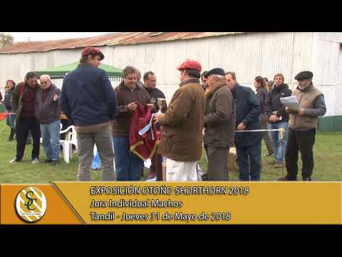 31-05-18 Jura Individual Machos Shorthorn - Exposición Otoño Hereford - Tandil