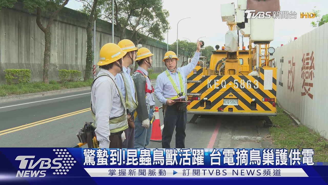 驚蟄到!昆蟲鳥獸活躍 台電摘鳥巢護供電