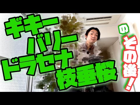 セロペギア・サンダーソンニ