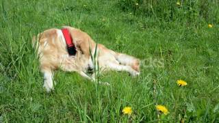 GOLDEN RETRIEVER DOG LYING ON THE GREEN GRASS UNDER SUMMER SUNLIGHT AND LOOKING AROUND SGEAEXKWBG