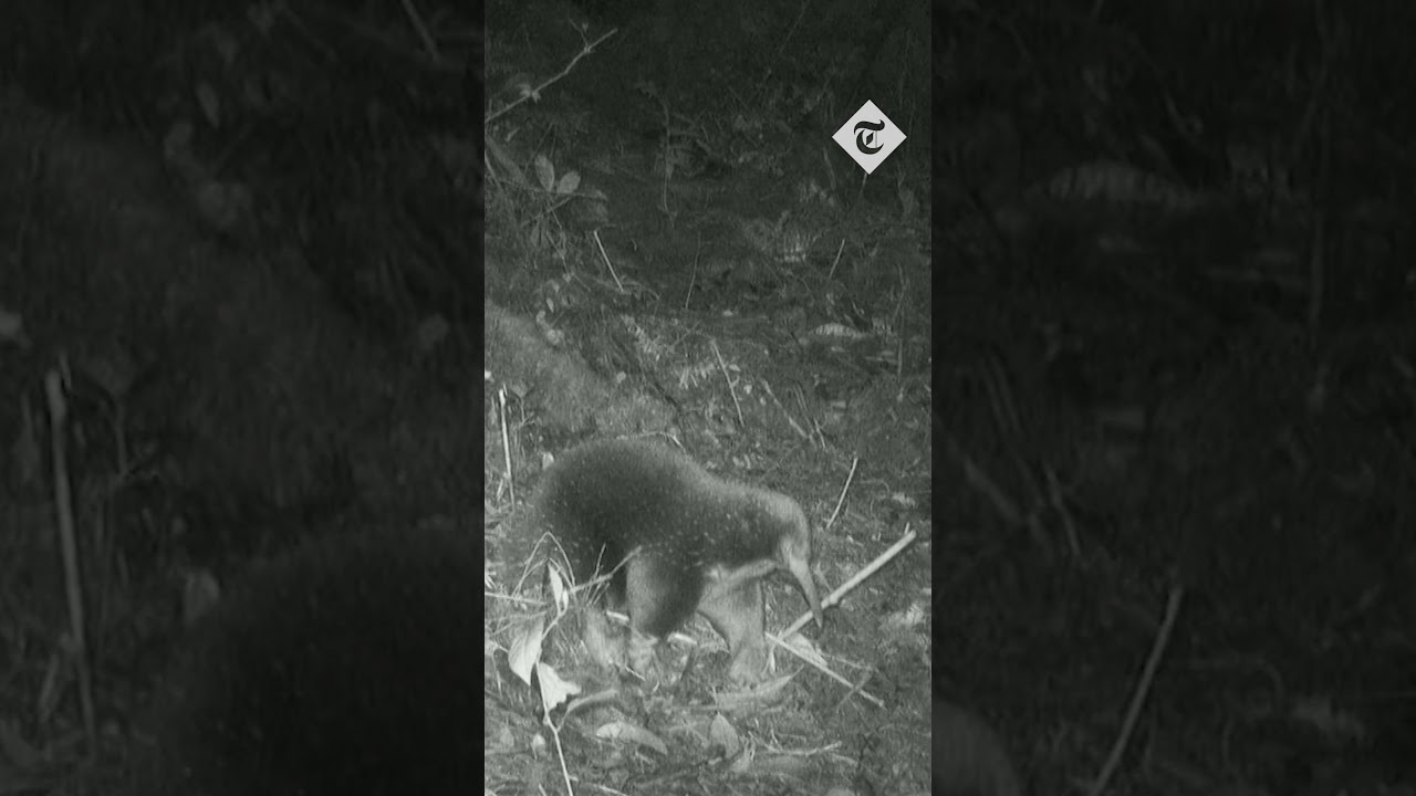 Attenborough’s long-lost echidna mammal rediscovered in New Guinea jungle