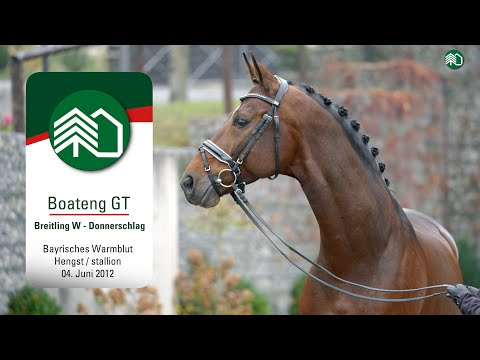 Gestüt Tannenhof’s Christmas Auction: Boateng GT Hengst v. Breitling W - Donnerschlag