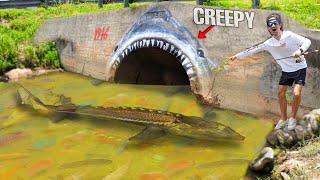 We FOUND a CANAL MONSTER...