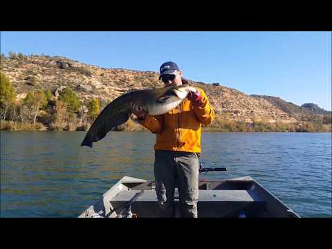 Catfish Spinning On River Ebro Spain - Silicon Lure - Som - Silure - Wels - Waller