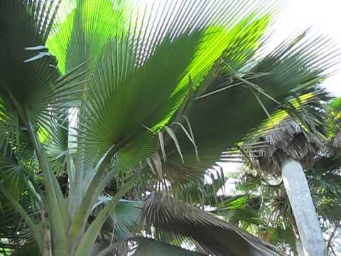 Copernicia fallaensis Palm at Fairchild Tropical Gardens