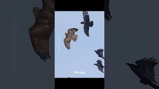 Juvenile Red-tailed Hawk fending off a  gang of Ravens. #redtailedhawk #hawk #raven #ravens