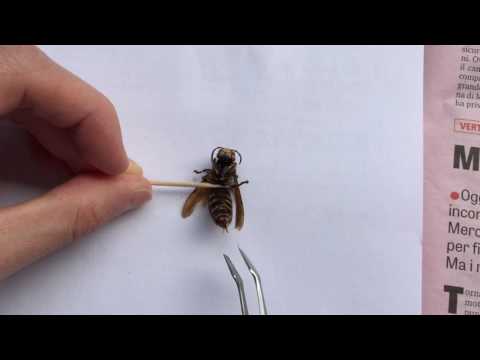 L'aculeo del Calabrone (Vespa crabro)