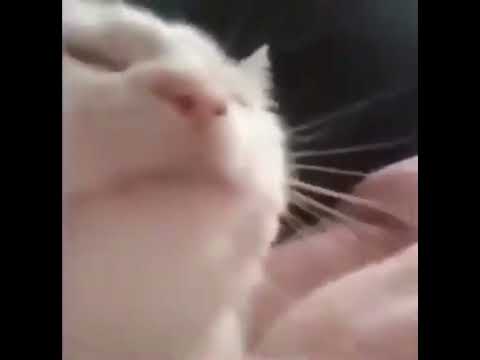 MPD 450-2 (That's The Way It Is)