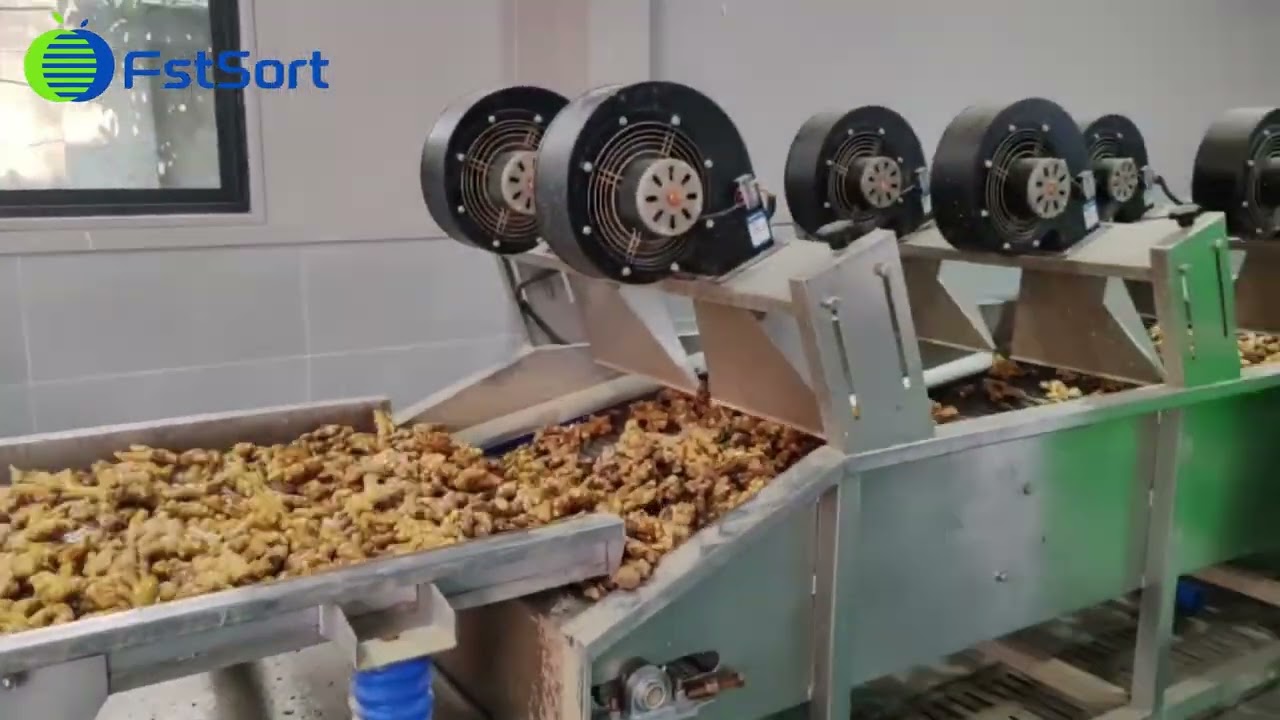 Ginger Processing: Bubble Washing, Drying & Sorting Machine, Grading Ginger!