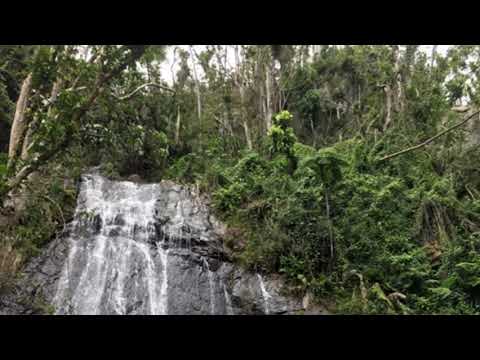 El Yunque National Forest Puerto Rico
