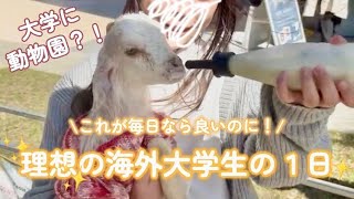 【授業ちょい見せ！】海外大学はこういうイベントがあるから楽しい😘【オーストラリア留学🇦🇺】