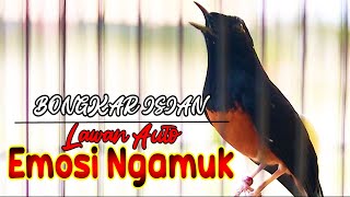 Download lagu MURAI BATU BONGKAR ISIAN, PANCINGAN MURAI BATU DIAM MACET BUNYI JADI EMOSI mp3 Download lagu MURAI BATU BONGKAR ISIAN, PANCINGAN MURAI BATU DIAM MACET BUNYI JADI EMOSI mp3