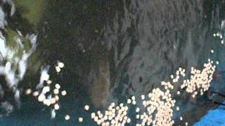 FISH2FOOD AQUAPONICS FISH CAM