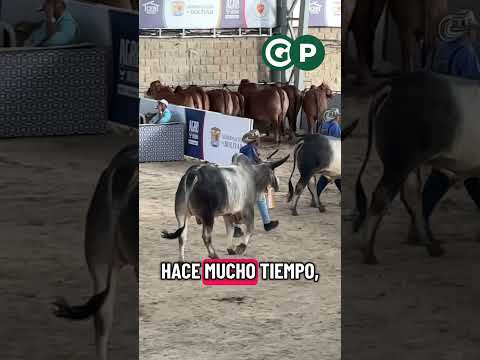 Feria ganadera de Magangué Bolívar