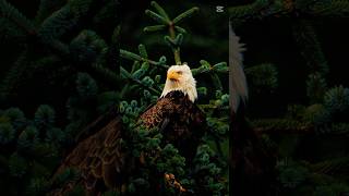 Alaska Memories #alaska #travelvlog #alaskacruise