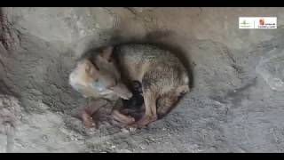 Primeros días de los tres cachorros del Centro del Lobo